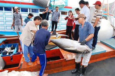 Binh Dinh Province: The Price Of Yellowfin Tuna Goes Up